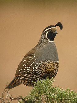  Callipepla californica