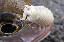  Cymothoa exigua