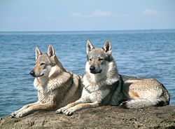  chien-loup (Canis lupus lupus x Canis lupus familiaris)