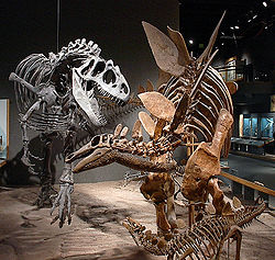  Squelettes d'Allosaurus et de Stegosaurus auRoyal Ontario Museum
