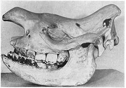  Crâne de l'holotype