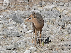  Madoqua kirkii