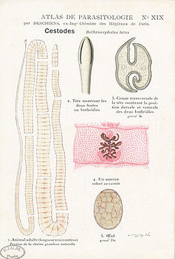  Gravure, Atlas de parasitologie (1901)