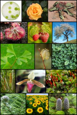Diversité des plantes