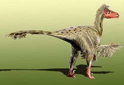 Dromaeosaurus