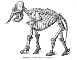  Squelette d'éléphant d'Inde
