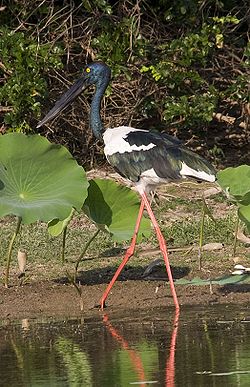  Ephippiorhynchus asiaticus femelle