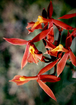  Epidendrum schomburgkii