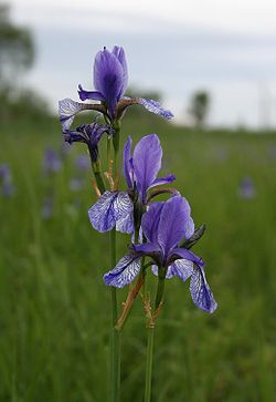  Iris de Sibérie