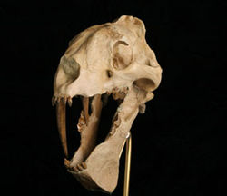  Crâne fossile
