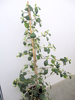  Ficus deltoidea d'intérieur.