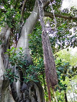  Ficus macrophylla