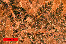  Fossile de ptéridosperme