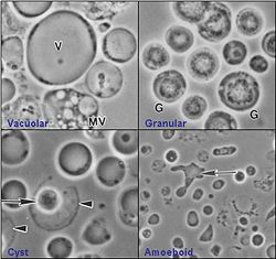  Blastocystis sp.