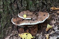  Ganoderma applanatum