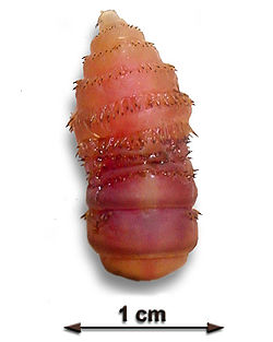 larve de Gasterophilus intestinalis
