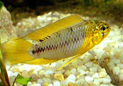  Apistogramma borellii