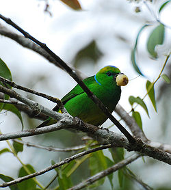  Chlorophone à sourcils d'or(Chlorophonia callophrys)