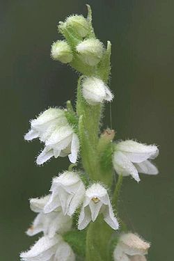 Goodyera repens, Goodyère rampante