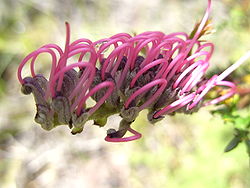  Grevillea acanthifolia 