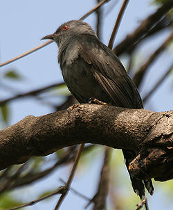  Coucou à tête grise (Cacomantis passerinus)