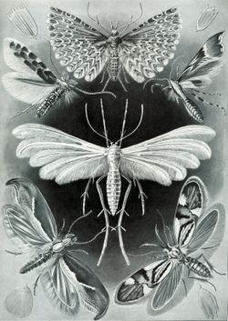 Dessin de Tineida remarquable par Ernst Haeckel
