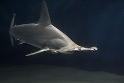  Requin-marteau