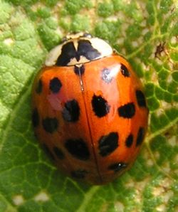  Harmonia axyridis