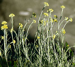  Helichrysum italicum subsp. italicum ; Floraison, en Avril (Ici sur le littoral nord de l'Île d'Elbe)
