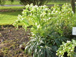  Des plants de Helleborus foetidus