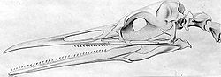  Reconstruction d'un crânede Hesperornis regalis