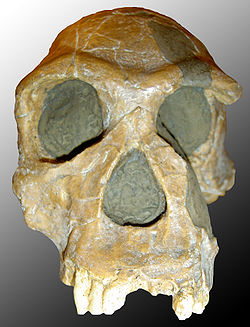  Crâne d'Homo habilis