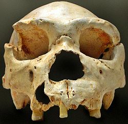  crâne d'Homo heidelbergensis découvert à Atapuerca (Espagne)