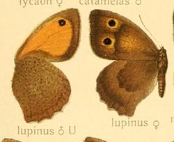  Hyponephele lupina