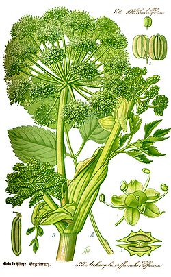  Angélique officinale, Angelica archangelica