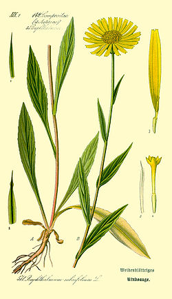  Buphthalmum salicifolium