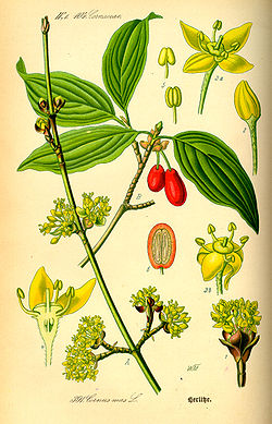  Cornus mas