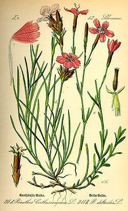  Dianthus deltoides