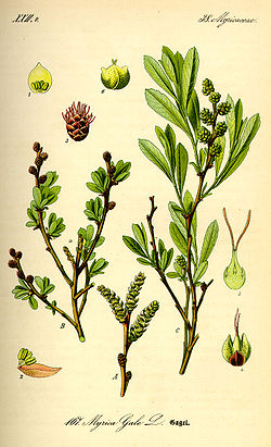  planche botanique de 1885