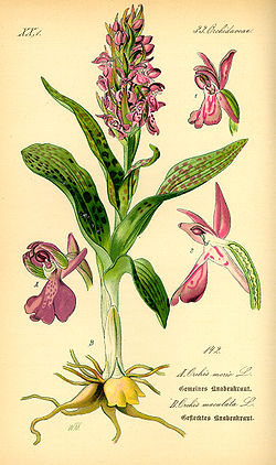   Dactylorhiza maculata subsp. maculata