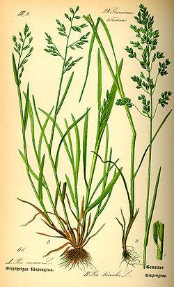  Poa trivialis