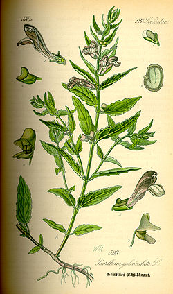  Scutellaria galericulata,la scutellaire à casque
