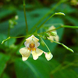  Impatiens parviflora