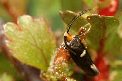  Incurvaria masculella mâle