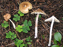  Inocybe rimosa