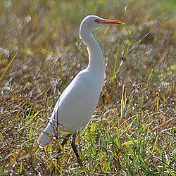 Egretta intermedia