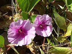  Ipomoea pes-caprae en fleurs