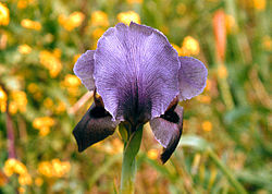  Fleur de Iris haynei
