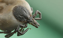 Ixodes ricinus, l'un des principauxvecteurs de la maladie de Lyme