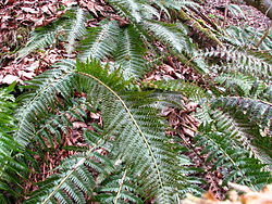  Polystichum aculeatum